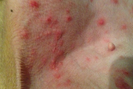 dermatite allergica da pulci