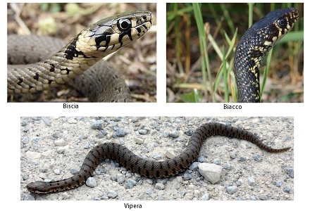 differenze biscia biacco serpenti vipera