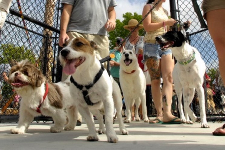 immagine Aree di sgambamento per cani: guida all’uso
