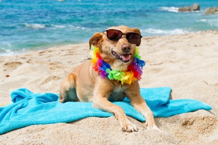 immagine In spiaggia con il cane: i consigli