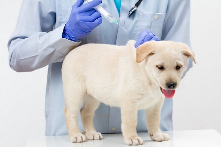 immagine Le principali vaccinazioni del cane