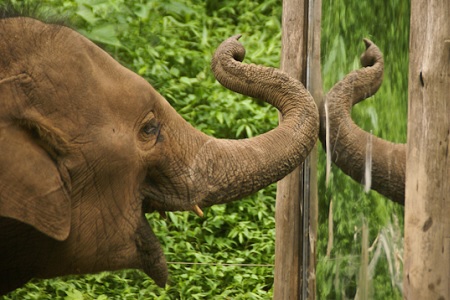 elefante si guarda allo specchio