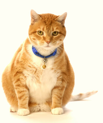 fat-cat-istock