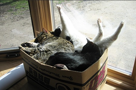 gatti dormono nella scatola cartone
