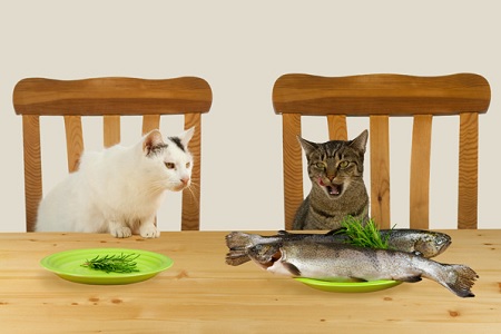 gatti mangiano pesce a tavola