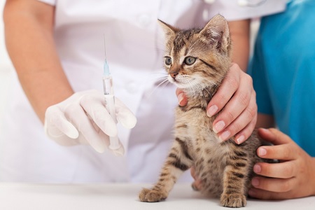 gattino dal veterinario vaccino