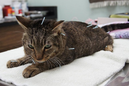 gatto agopuntura mal di schiena
