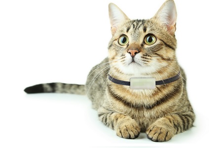 gatto con medaglietta collare