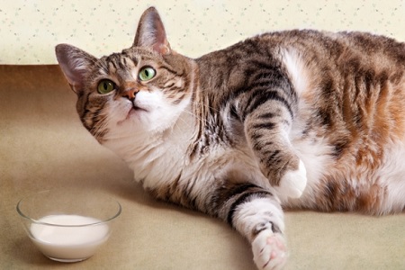 gatto con problemi al fegato epatopatia lipidiosi dieta latte