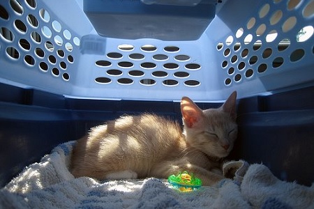 gatto dorme nel trasportino cuccia