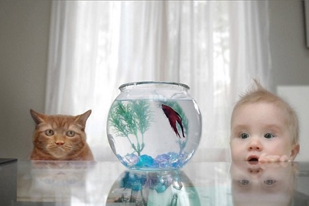 gatto bambino guardano pesce
