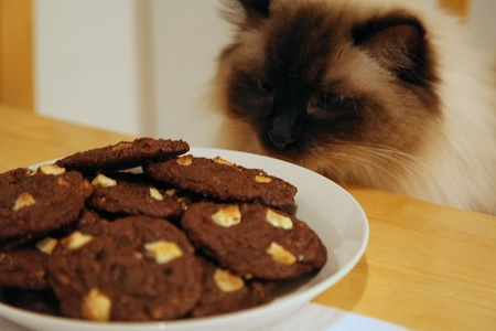 gatto con biscotti al cioccolato