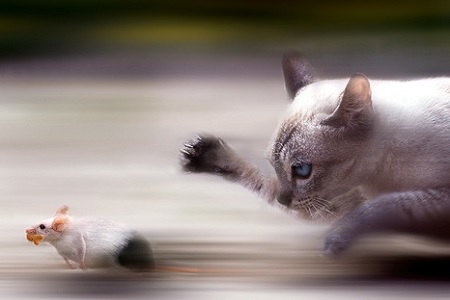 gatto insegue caccia topo