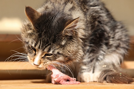gatto mangia carne cruda