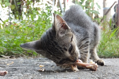 gatto mangia ossa