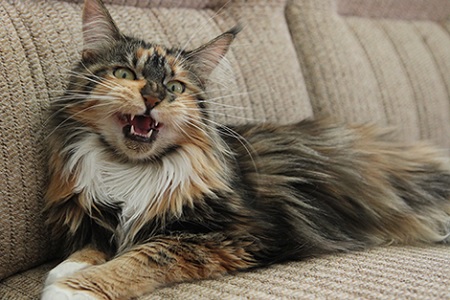 gatto miagola sul divano