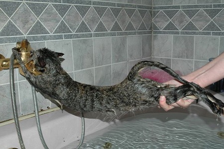 gatto non vuole farsi fare il bagno