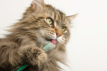 gatto si lava i denti con spazzolino