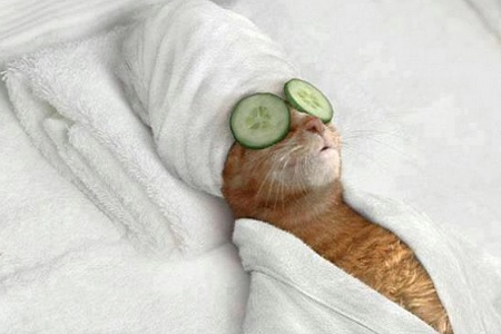 gatto stressato relax
