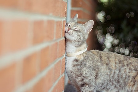 gatto strofina muso sul muro feromoni marcatura