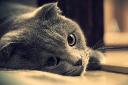 gatto triste depresso