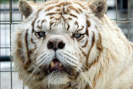 kenny tigre bianca sindrome di down