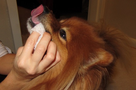 lavare denti al cane con garza