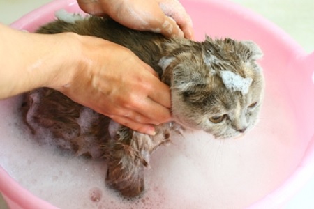 lavare gatto bagno antiparassitario