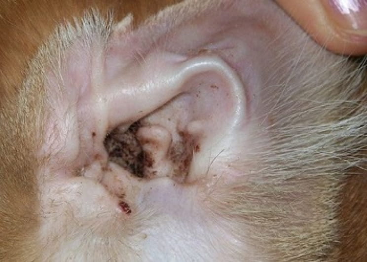 immagine Le malattie dell'orecchio del cane e del gatto