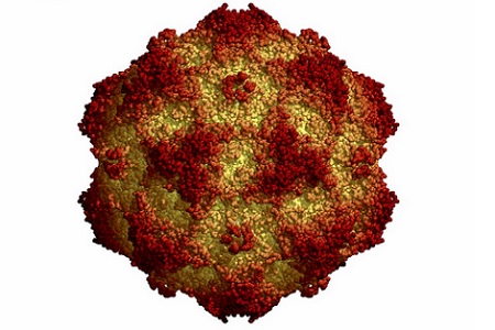 parvovirus cane cpv 2