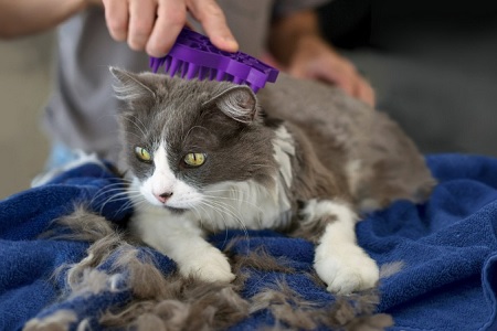 perdita di pelo muta gatto