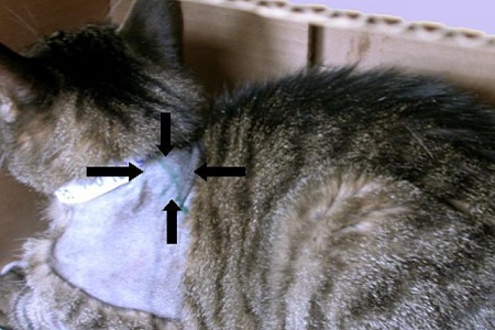 sarcoma iniezione vaccinale inoculo gatto