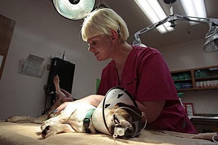 sterilizzazione animali cani gatto