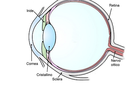 struttura occhio anatomia