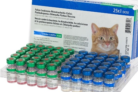 vaccino per gatti