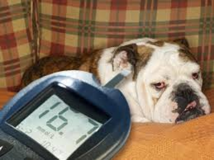 Il diabete mellito nel cane e nel gatto: impariamo a conviverci