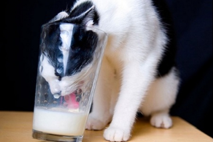 Quali sono i cibi pericolosi per un gatto?
