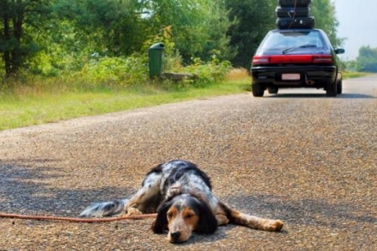 Cosa fare quando si trova un animale abbandonato per strada
