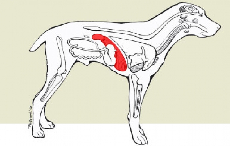 L’epatite infettiva del cane: come riconoscerla e prevenirla