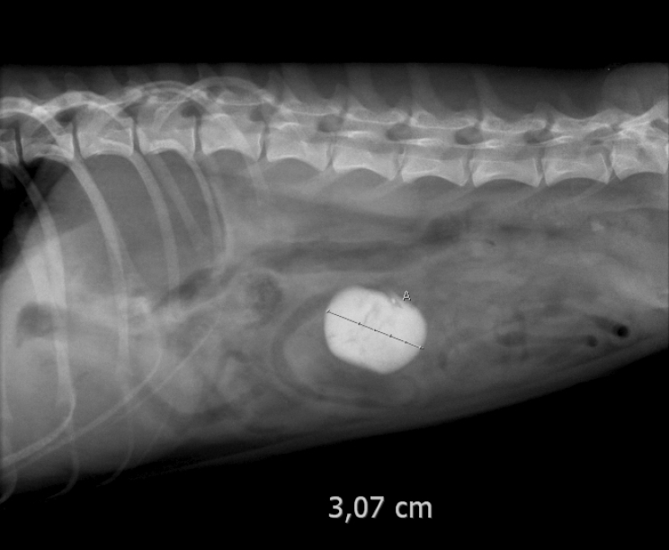 I corpi estranei ingeriti dal cane o dal gatto: come comportarsi