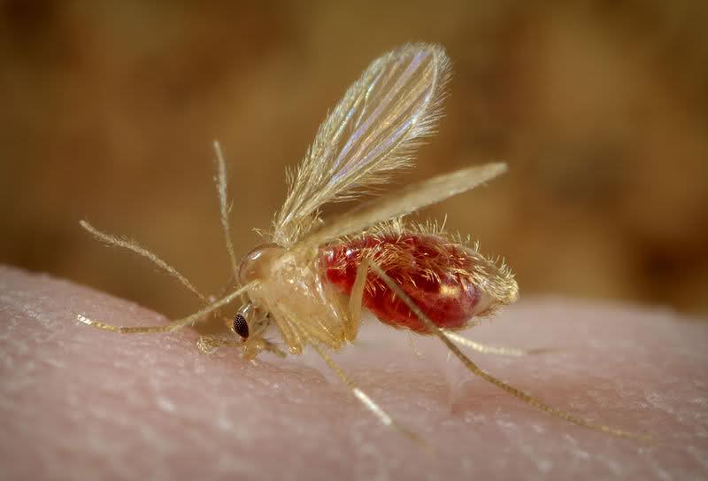 lehiflebotomo