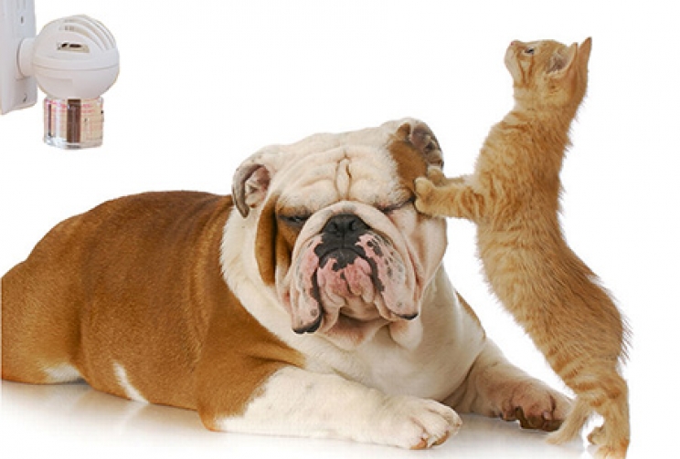 Come usare i feromoni sintetici per cani e gatti