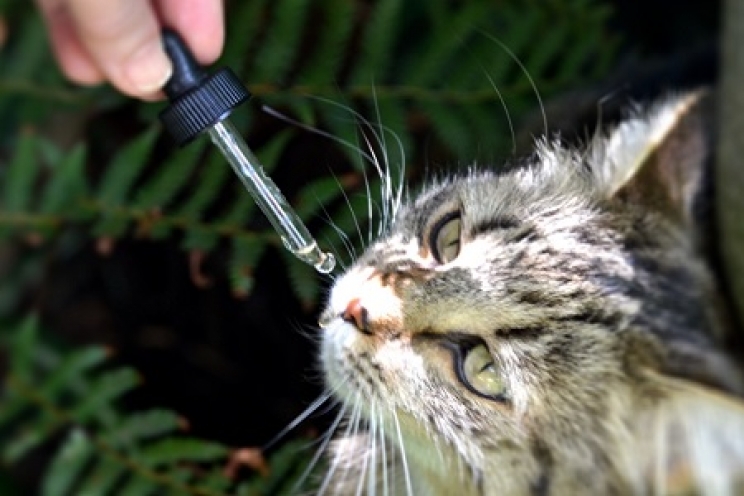 Fiori di Bach per gli animali: cosa sono e come funzionano
