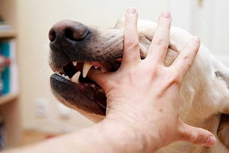 Morsi e graffi di un cane o un gatto: rischi e cosa fare