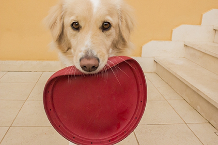 I giochi da fare con il cane