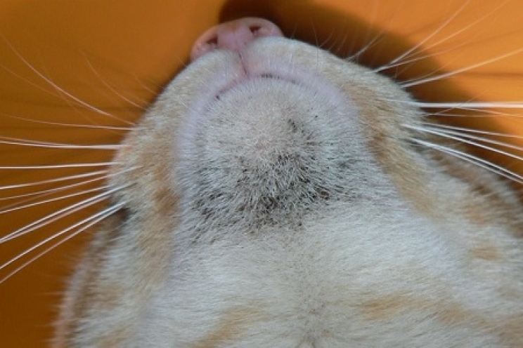 Acne felina, cos’è e come curarla