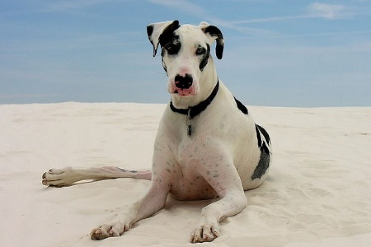 La displasia dell’anca nel cane: cos’è e quali sono i trattamenti