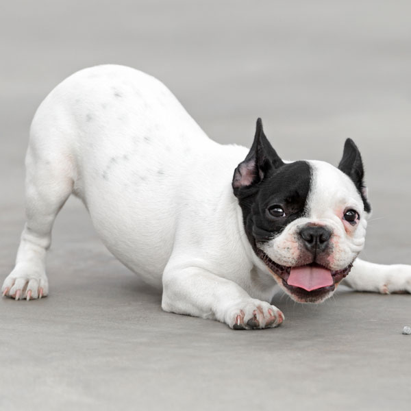 dog pancreatitis