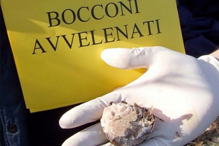Esche o bocconi avvelenati, come riconoscerli e cosa fare