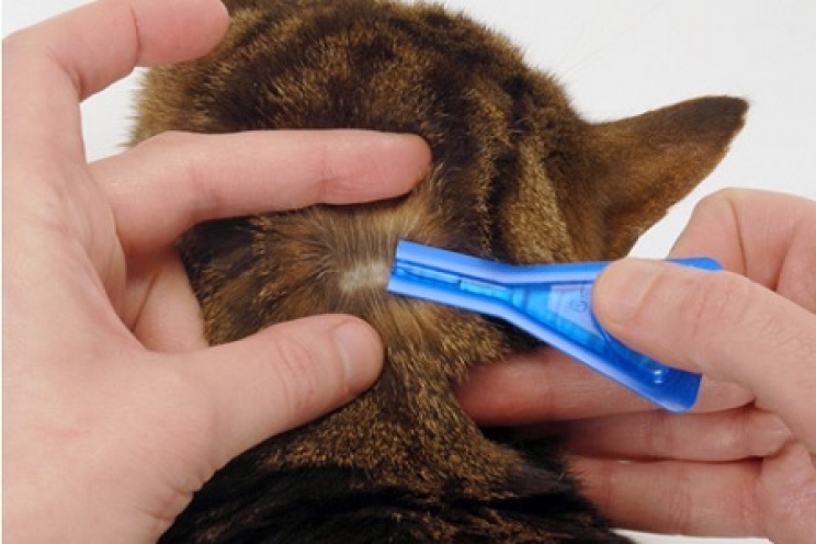 Antiparassitari per cani: quali fanno male al gatto